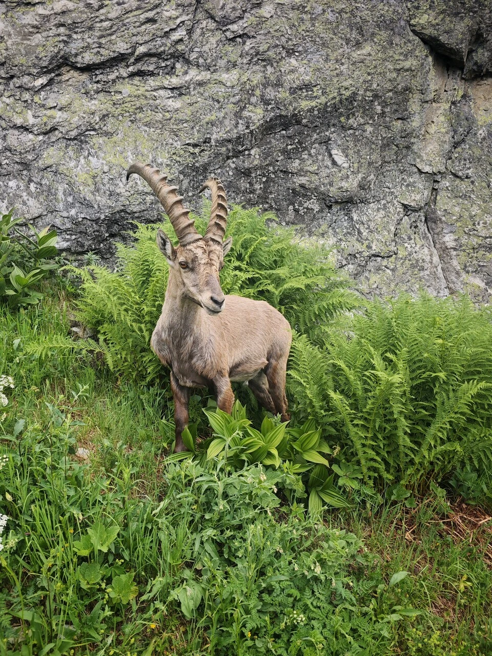 En steinbukk i bregnene, noen meter fra stien