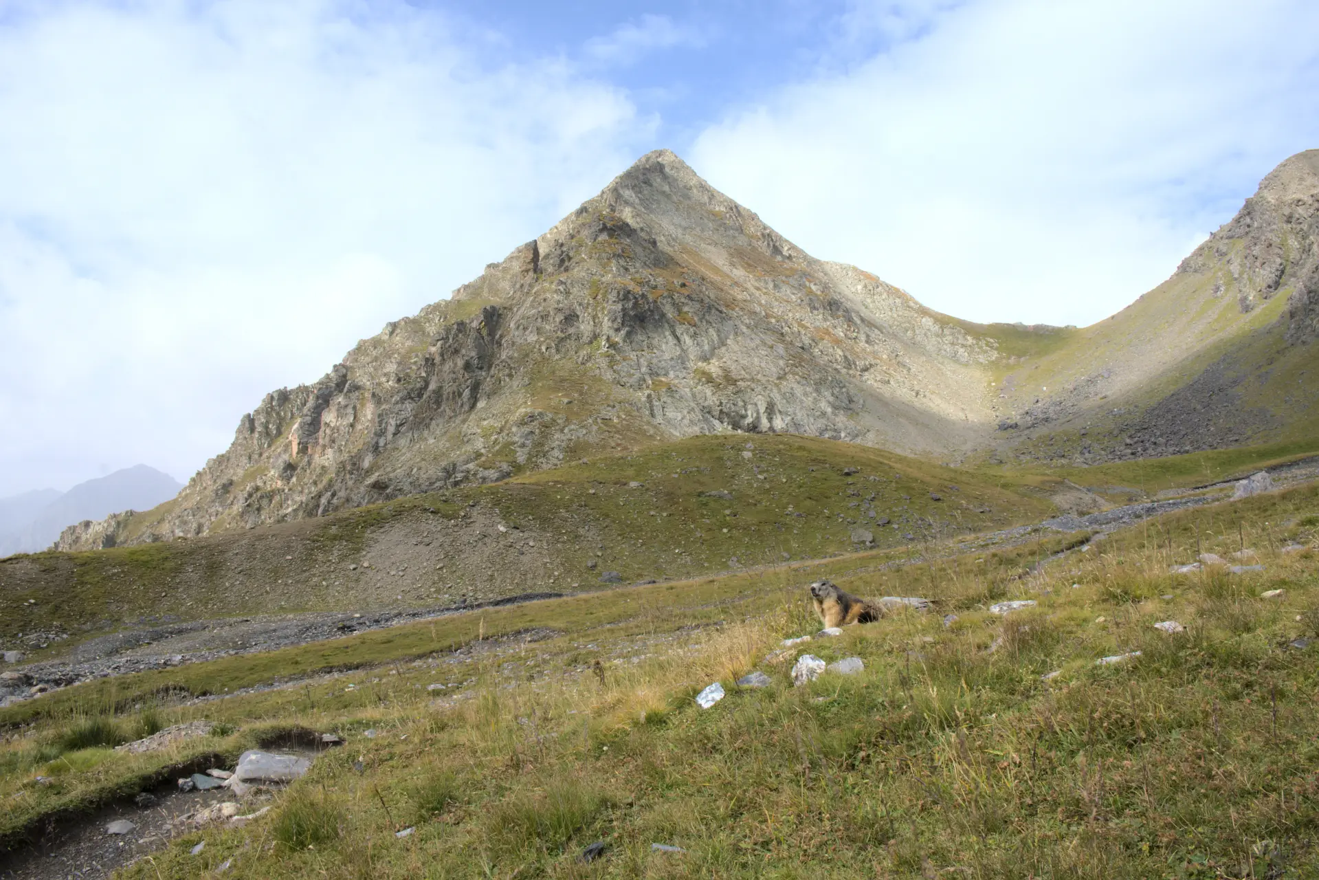 Murmeldyr ved Col de Vallonpierre