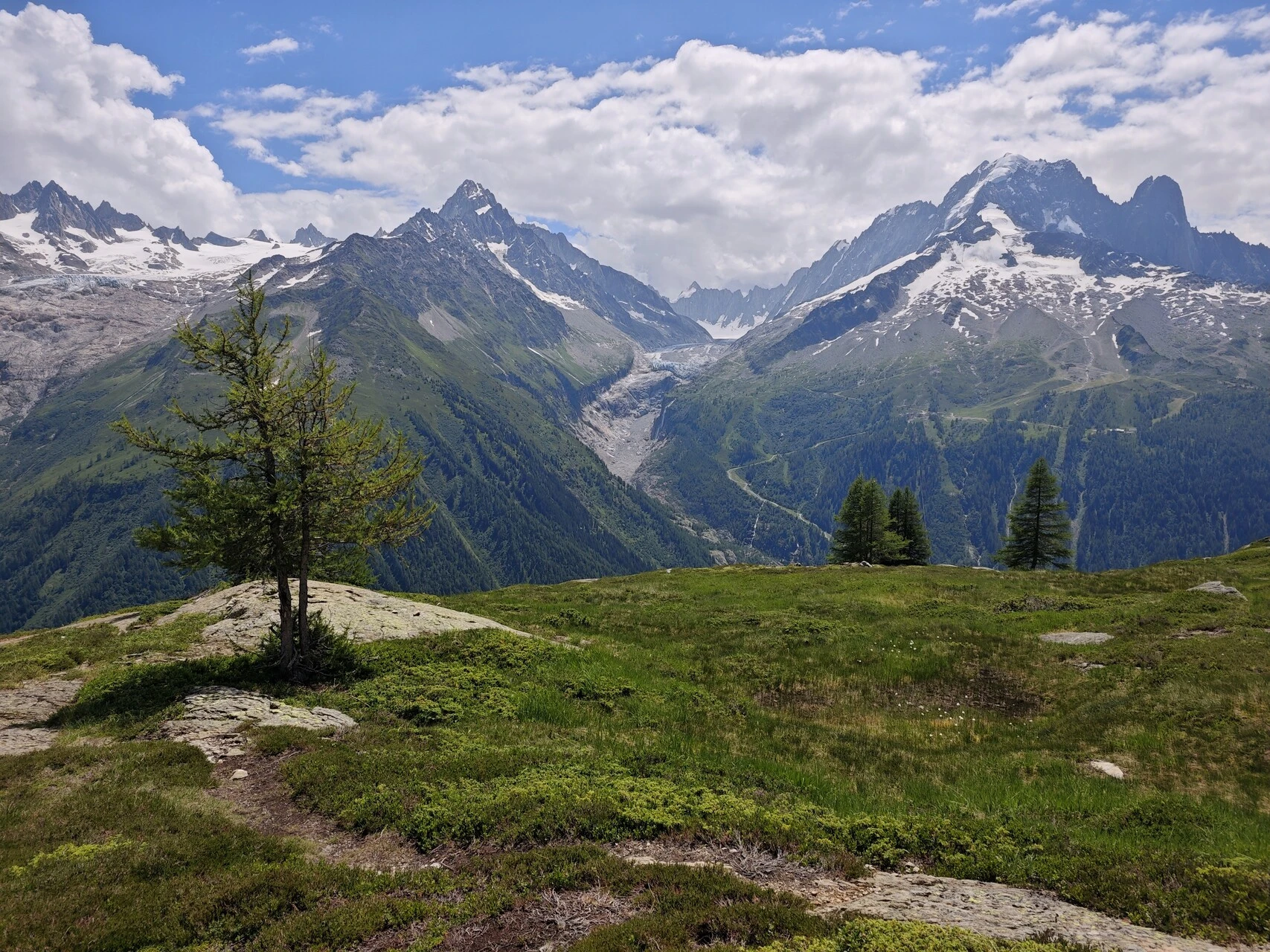 En enslig lerk foran glacier d'Argentière og Aiguille Verte