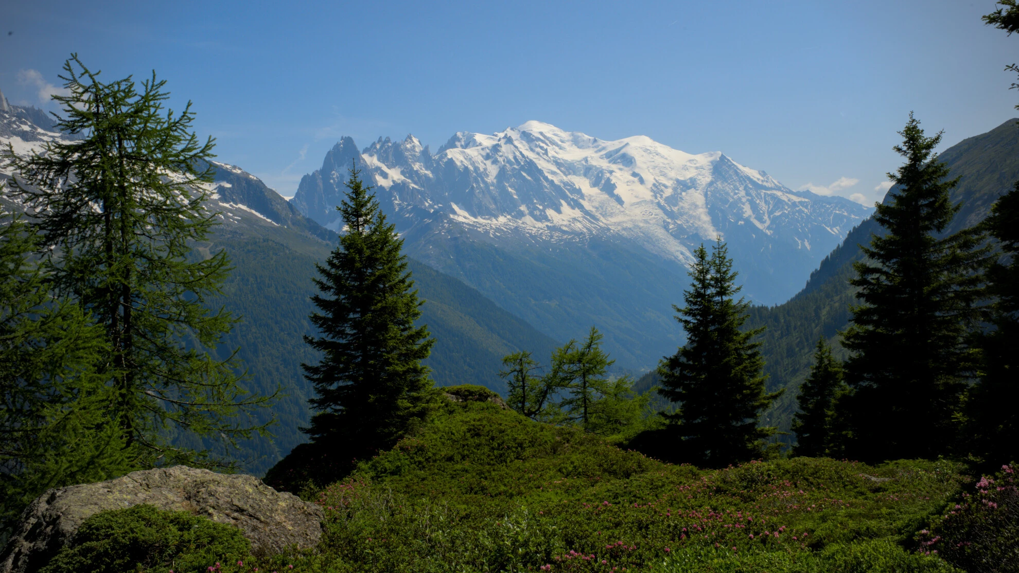 Setergress på Grand Balcon Sud med Mont-Blanc-massivet i bakgrunnen