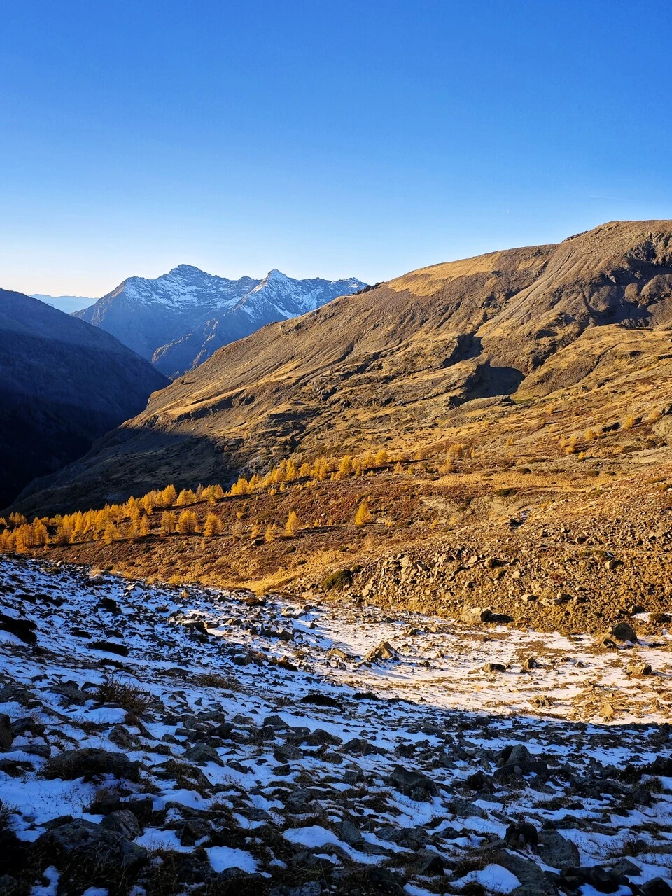 Første snø og gyllen lerkeskog i Chaillol-dalen sent i oktober