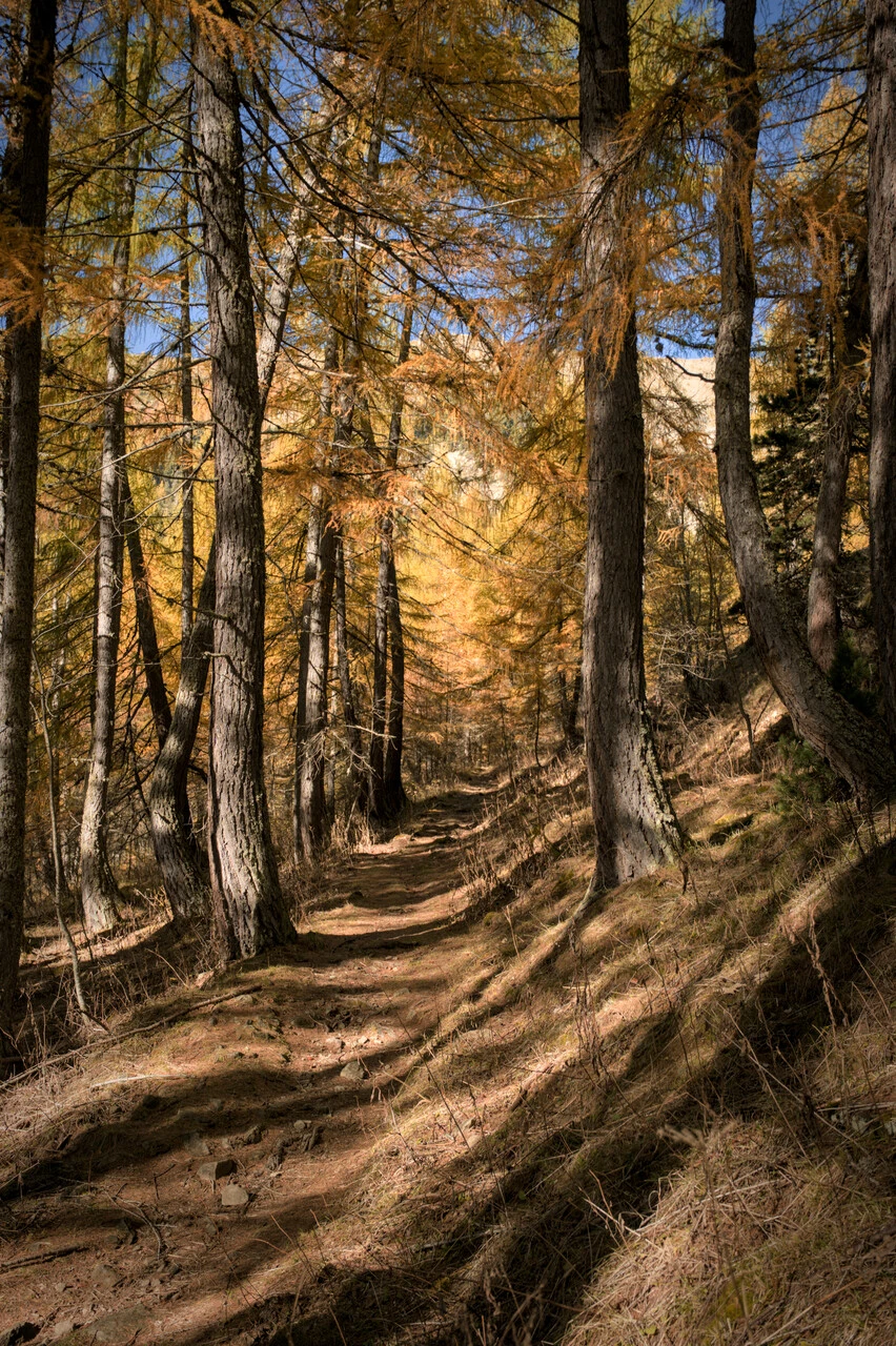 Sti gjennom gyllen lerkeskog på vei mot Col de la Pisse ved Chaillol